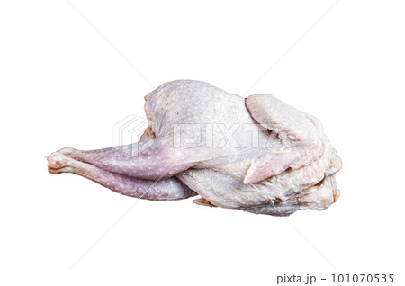 Raw Guineafowl, guinea fowl with herbs in steel tray. Isolated on white background. 101070535