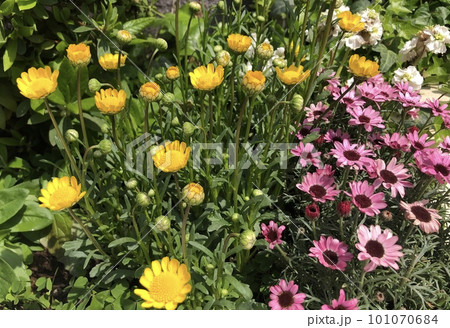 カラフルな黄色とピンク色の春の花 カラフルな黄色とピンク色の春の花 101070684