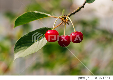 Red and sweet cherries on a branch just before harvest in early summer 101071824