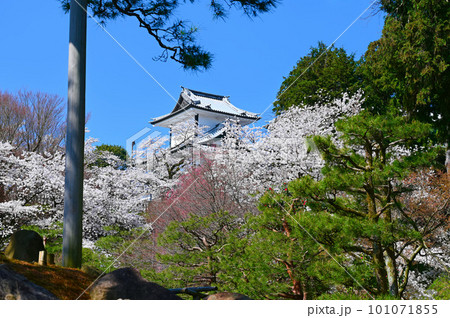 石川門　春　桜　金沢市 101071855