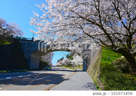 石川橋　桜　金沢城公園　金沢市 101071856