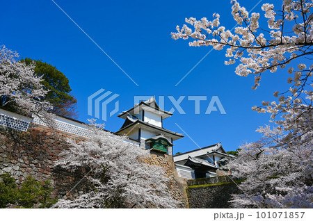 石川門　桜　満開　金沢市 101071857