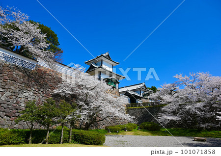 石川門　沈床園　桜　満開　金沢市 101071858
