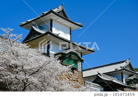 石川門　石川櫓　桜　満開　金沢市 101071859