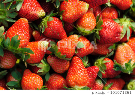 Fresh picked red strawberry fruits closeup 101071861