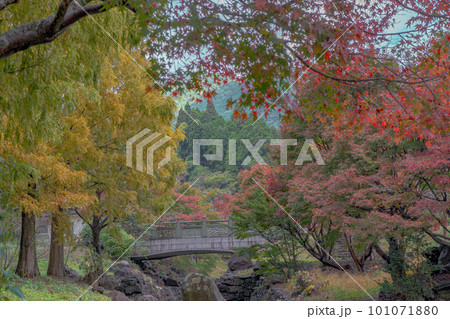 冠岳花川砂防公園の紅葉 冠岳花川砂防公園の紅葉 101071880