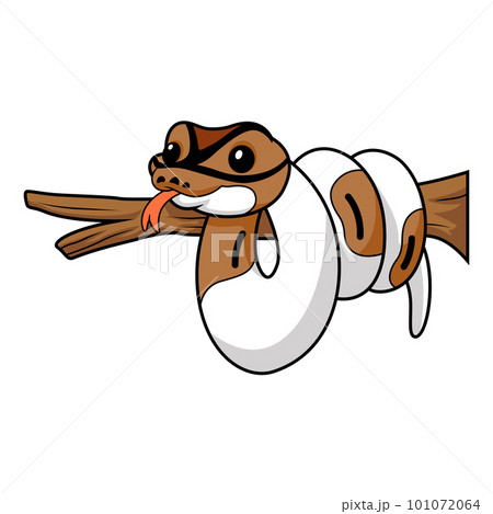 Cute pied ball python cartoon on tree branch 101072064