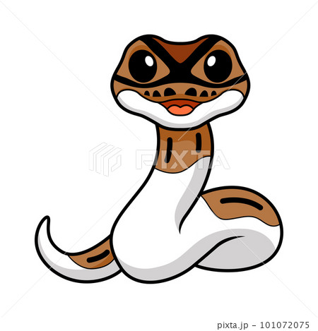 Cute pied ball python cartoon 101072075
