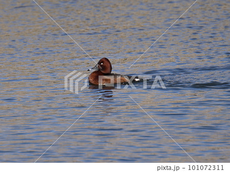珍鳥　メジロガモ　オス 101072311