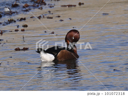珍鳥 メジロガモ オス 珍鳥 メジロガモ オス 101072318