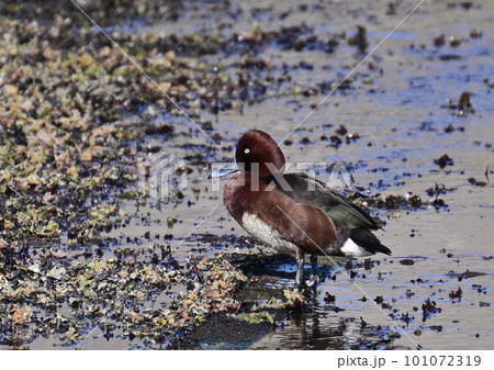 珍鳥 メジロガモ オス 珍鳥 メジロガモ オス 101072319