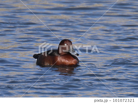 珍鳥 メジロカモ オス 珍鳥 メジロカモ オス 101072321