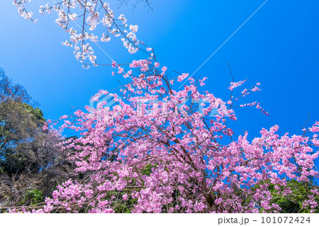 青空に映える満開の紅枝垂れ桜 青空に映える満開の紅枝垂れ桜 101072424