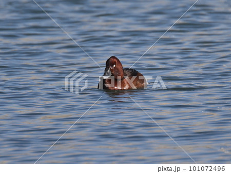 珍鳥 メジロカモ オス 珍鳥 メジロカモ オス 101072496