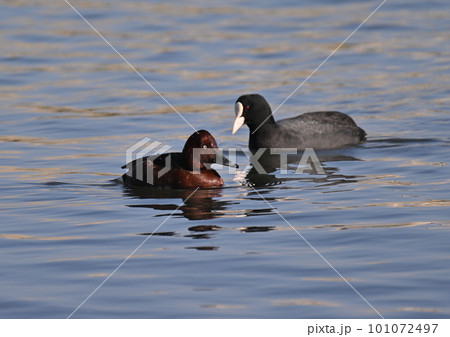 珍鳥　メジロガモ　オス 101072497