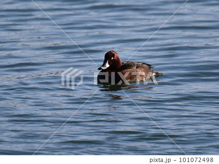 珍鳥　メジロガモ　オス 101072498