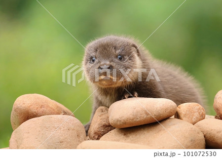 Very cute eurasian otter baby 101072530