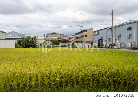 Summer view of rice paddy field. Kanazawa, Japan. Summer view of rice paddy field. Kanazawa, Japan. 101072619