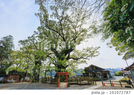 日本一の巨樹　蒲生の大クス 101072787