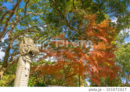 不動山 青隆寺の紅葉の風景 不動山 青隆寺の紅葉の風景 101072827