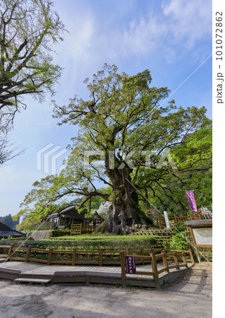 日本一の巨樹 蒲生の大クス 日本一の巨樹 蒲生の大クス 101072862