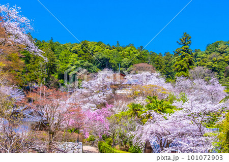長谷寺境内の満開の桜 101072903
