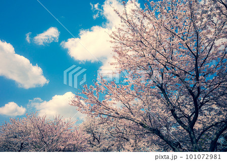 雲が浮かぶ青空に映える満開の桜並木 暖色寒色強調 雲が浮かぶ青空に映える満開の桜並木 暖色寒色強調 101072981