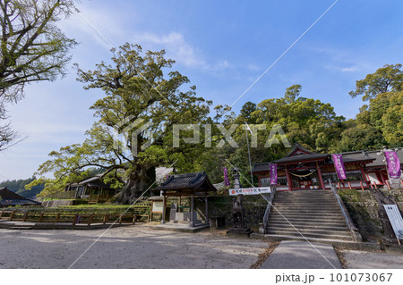 蒲生八幡神社と日本一の巨樹「蒲生の大クス」 101073067