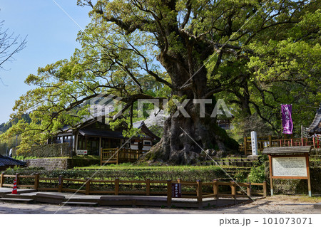 日本一の巨樹　蒲生の大クス 101073071