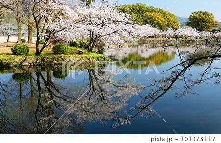 小城公園の桜が満開 101073117