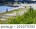 川辺に咲く菜の花 101073392