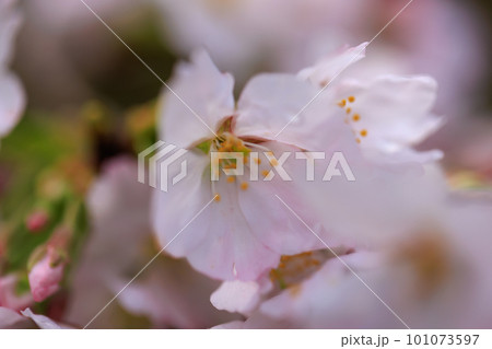 桜の花びら　0383 101073597