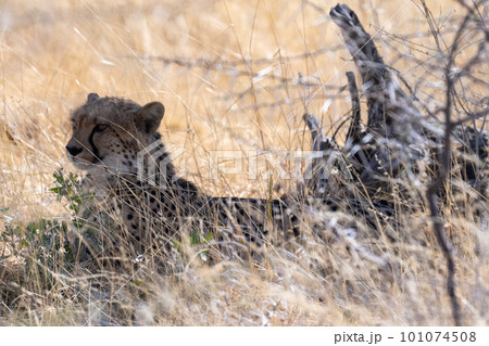 Cheetah hiding in the bushes 101074508