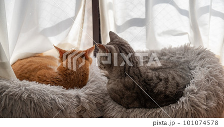 窓辺でくつろぐ猫 101074578