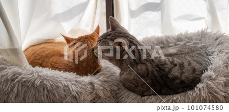 窓辺でくつろぐ猫 101074580