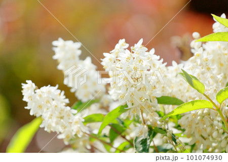 満開のヒメウツギ（姫卯木）、花言葉は「秘密」「秘めた恋」「潔白」です。 101074930