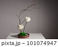 Flower arrangement of white carnation, rose 101074947