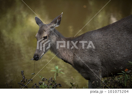 female sambar deer in khaoyai national park thailand female sambar deer in khaoyai national park thailand 101075204