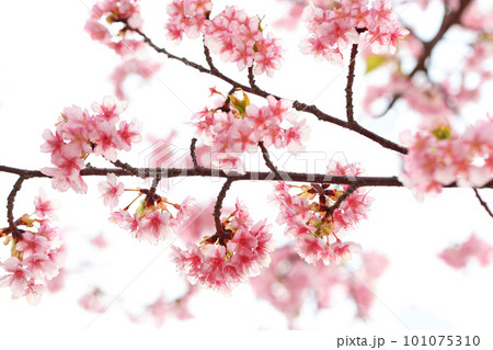 河津桜(上関) 河津桜(上関) 101075310