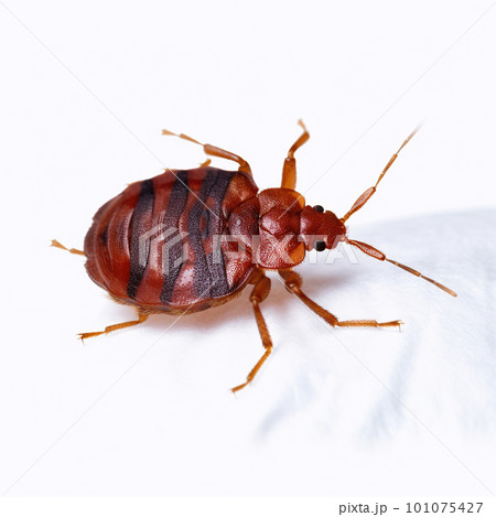 Bedbug. Close up of Cimex hemipterus - bed bug. Macro photography of a bedbug 101075427