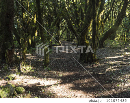 Lush evergreen cloud laurisilva forest with mossy trees at the Garajonay National Park, La Gomera, Canary Islands, Spain. Mysterious fairytale magical nature scenery. UNESCO World Heritage Site. Lush evergreen cloud laurisilva forest with mossy trees at the Garajonay National Park, La Gomera, Canary Islands, Spain. Mysterious fairytale magical nature scenery. UNESCO World Heritage Site. 101075486