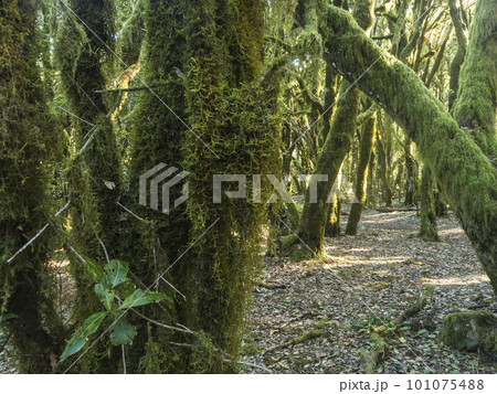 Lush evergreen cloud laurisilva forest with mossy trees at the Garajonay National Park, La Gomera, Canary Islands, Spain. Mysterious fairytale magical nature scenery. UNESCO World Heritage Site. Lush evergreen cloud laurisilva forest with mossy trees at the Garajonay National Park, La Gomera, Canary Islands, Spain. Mysterious fairytale magical nature scenery. UNESCO World Heritage Site. 101075488