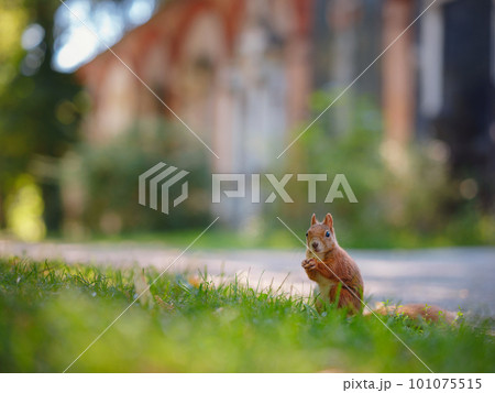 squirrel in a park in Munich squirrel in a park in Munich 101075515