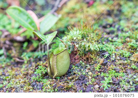 Carnivorous pitcher plants or monkey cups in the garden 101076075