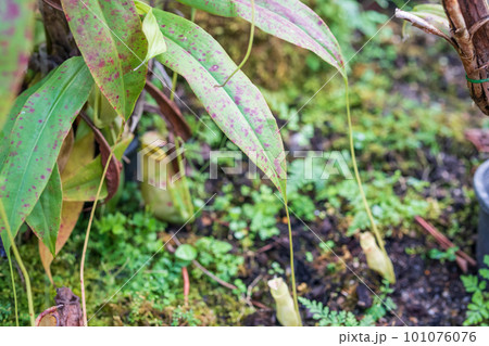 Carnivorous pitcher plants or monkey cups in the garden 101076076