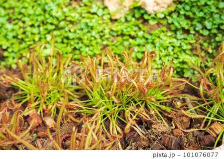 Sundew Drosera anglica carnivorous plant in the garden 101076077