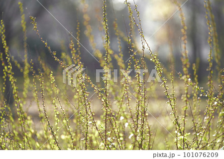 spring seasonal mood with cherry blossom and white bokeh 101076209