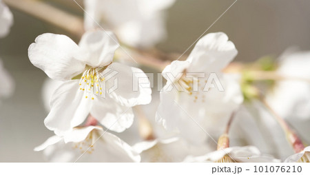 spring seasonal mood with cherry blossom and white bokeh spring seasonal mood with cherry blossom and white bokeh 101076210
