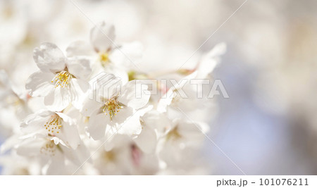 spring seasonal mood with cherry blossom and white bokeh spring seasonal mood with cherry blossom and white bokeh 101076211