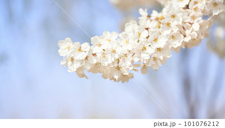 spring seasonal mood with cherry blossom and white bokeh spring seasonal mood with cherry blossom and white bokeh 101076212